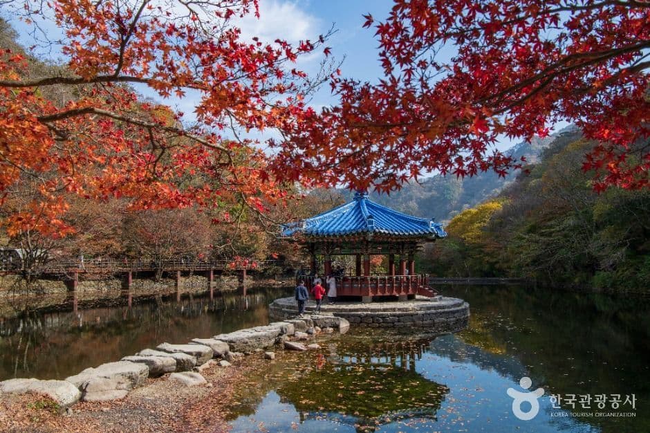 내장산 단풍 산책 사진
