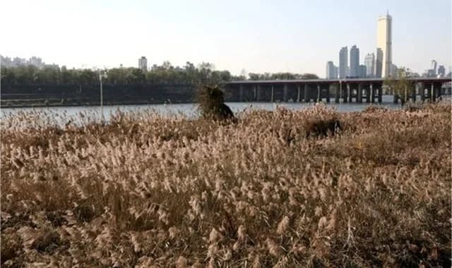이촌한강공원 사진