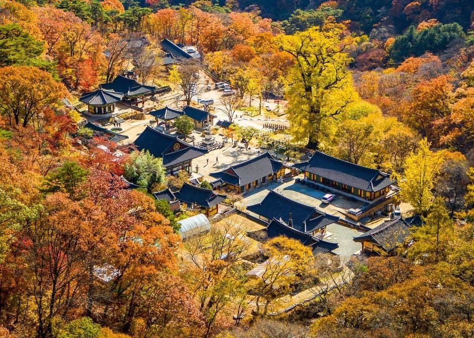 양평 용문사 은행나무 풍경
